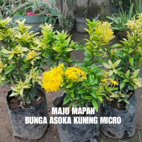 Detail Gambar Bunga Asoka Jepang Nomer 48