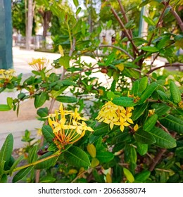 Detail Gambar Bunga Asoka Kuning Nomer 55