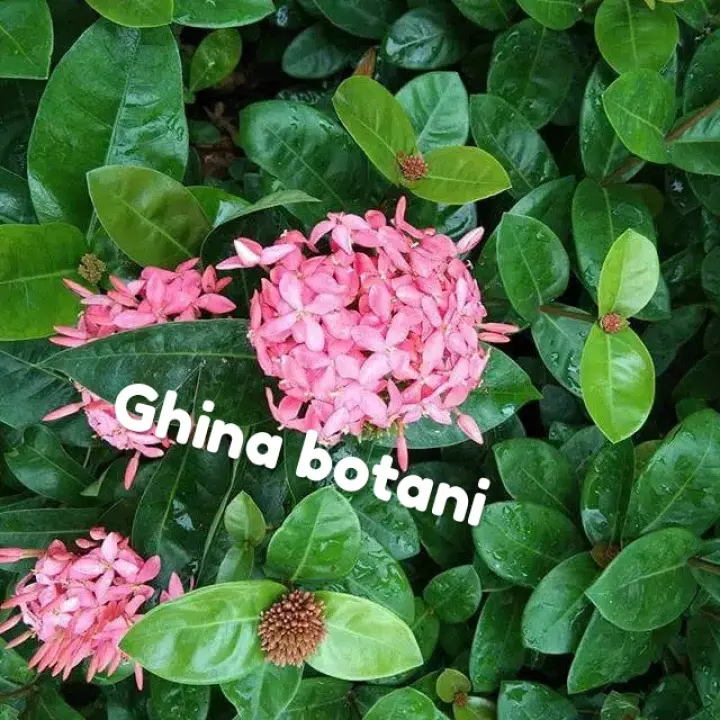 Detail Gambar Bunga Asoka Pink Nomer 40