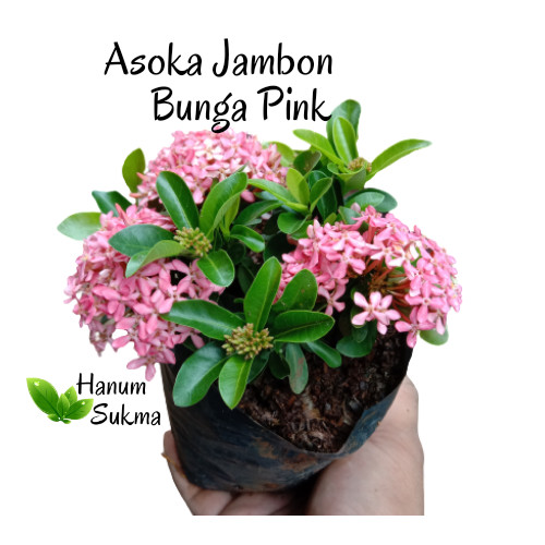 Detail Gambar Bunga Asoka Pink Nomer 53