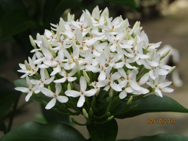 Detail Gambar Bunga Asoka Putih Nomer 24