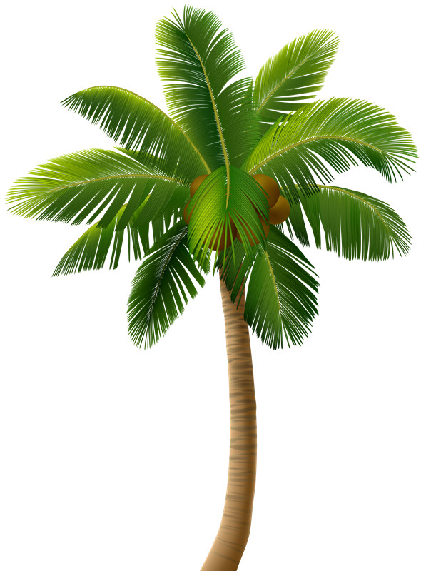 Detail Coconut Tree Png Nomer 23