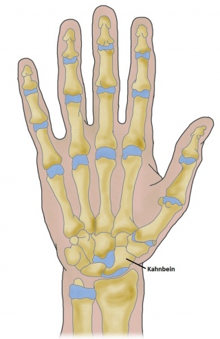 Detail Daumen Anatomie Bild Nomer 14