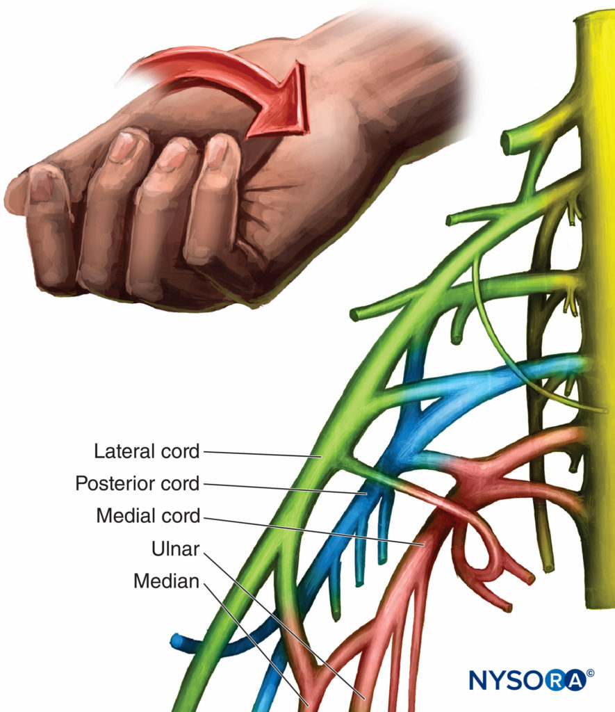 Detail Daumen Anatomie Bild Nomer 19