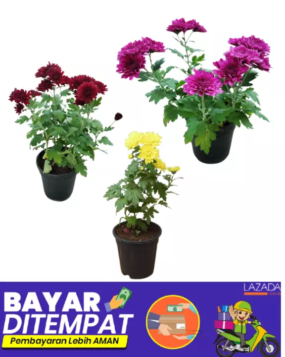 Detail Gambar Bunga Aster Cantik Nomer 48