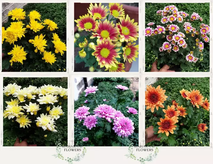 Detail Gambar Bunga Aster Cantik Nomer 49