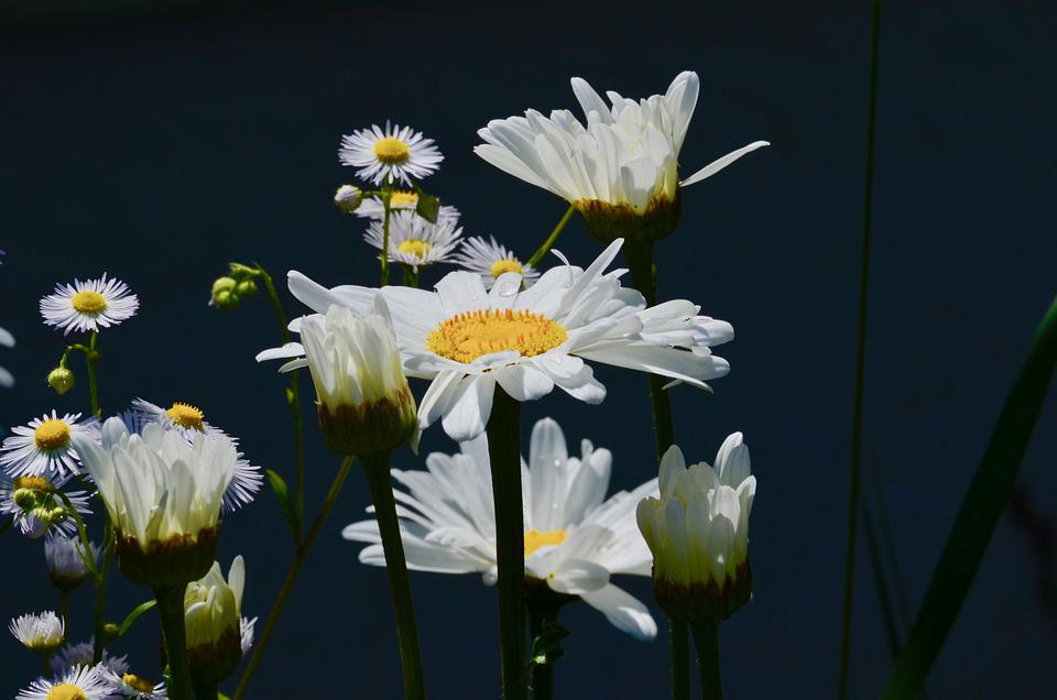 Detail Gambar Bunga Aster Di Kebun Nomer 47