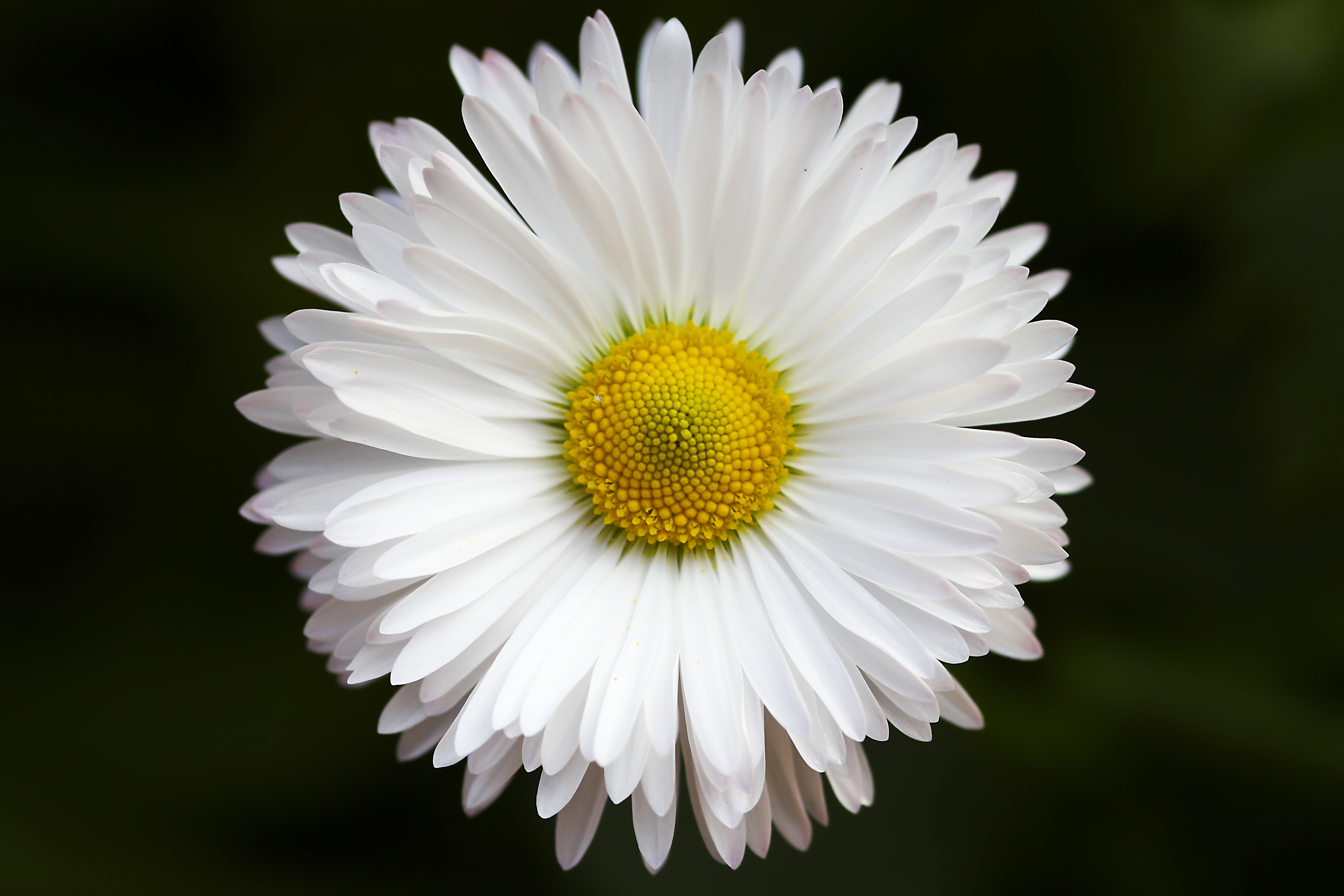 Detail Gambar Bunga Aster Hitam Putih Nomer 21