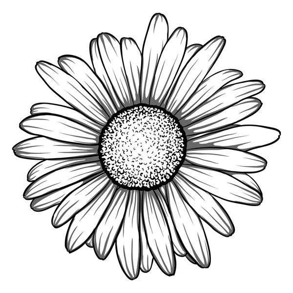 Detail Gambar Bunga Aster Hitam Putih Nomer 26