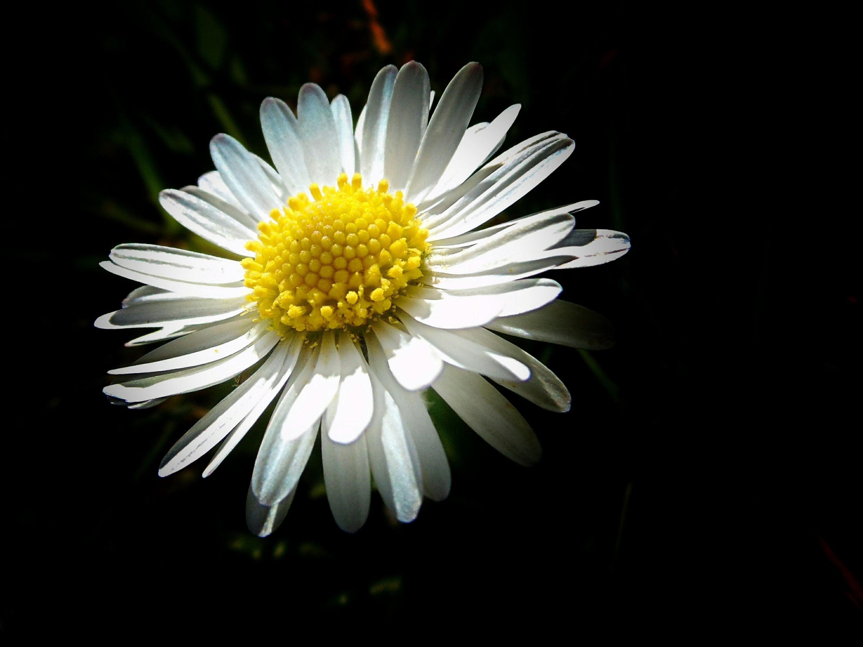 Detail Gambar Bunga Aster Hitam Putih Nomer 34