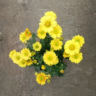 Detail Gambar Bunga Aster Kuning Nomer 26