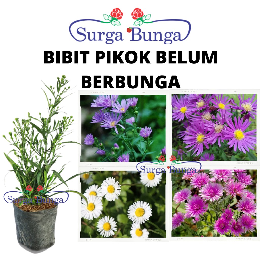 Detail Gambar Bunga Aster Malaysia Nomer 35