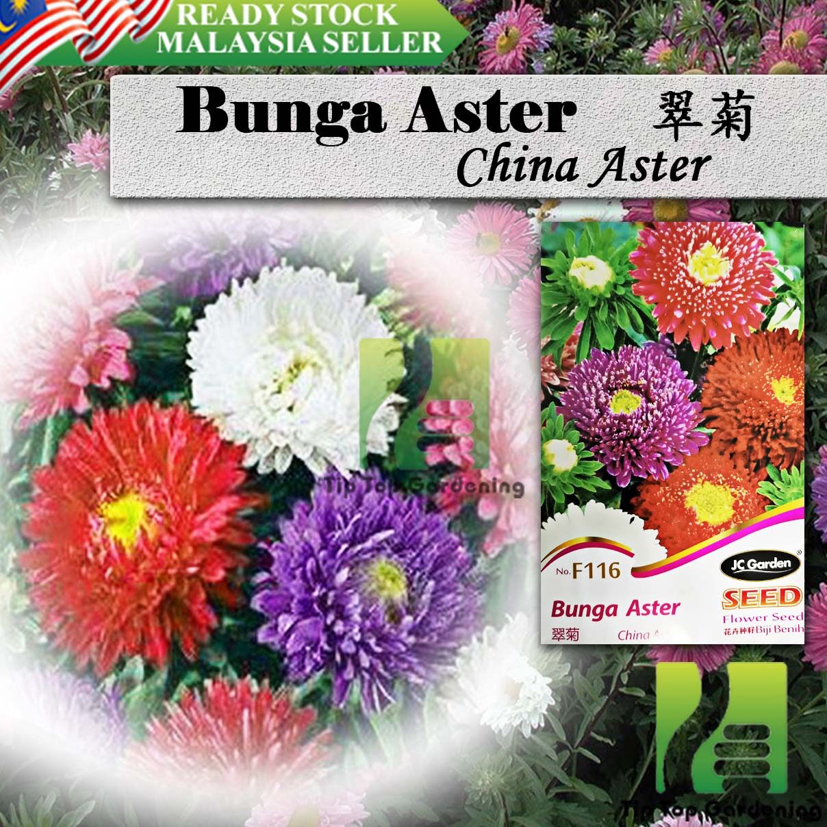 Detail Gambar Bunga Aster Malaysia Nomer 55