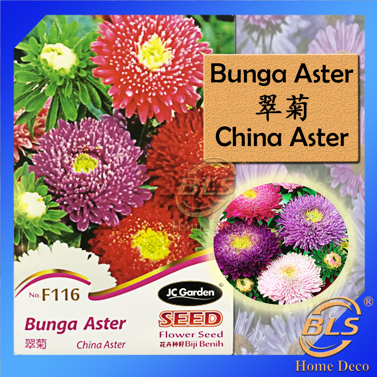 Detail Gambar Bunga Aster Malaysia Nomer 9