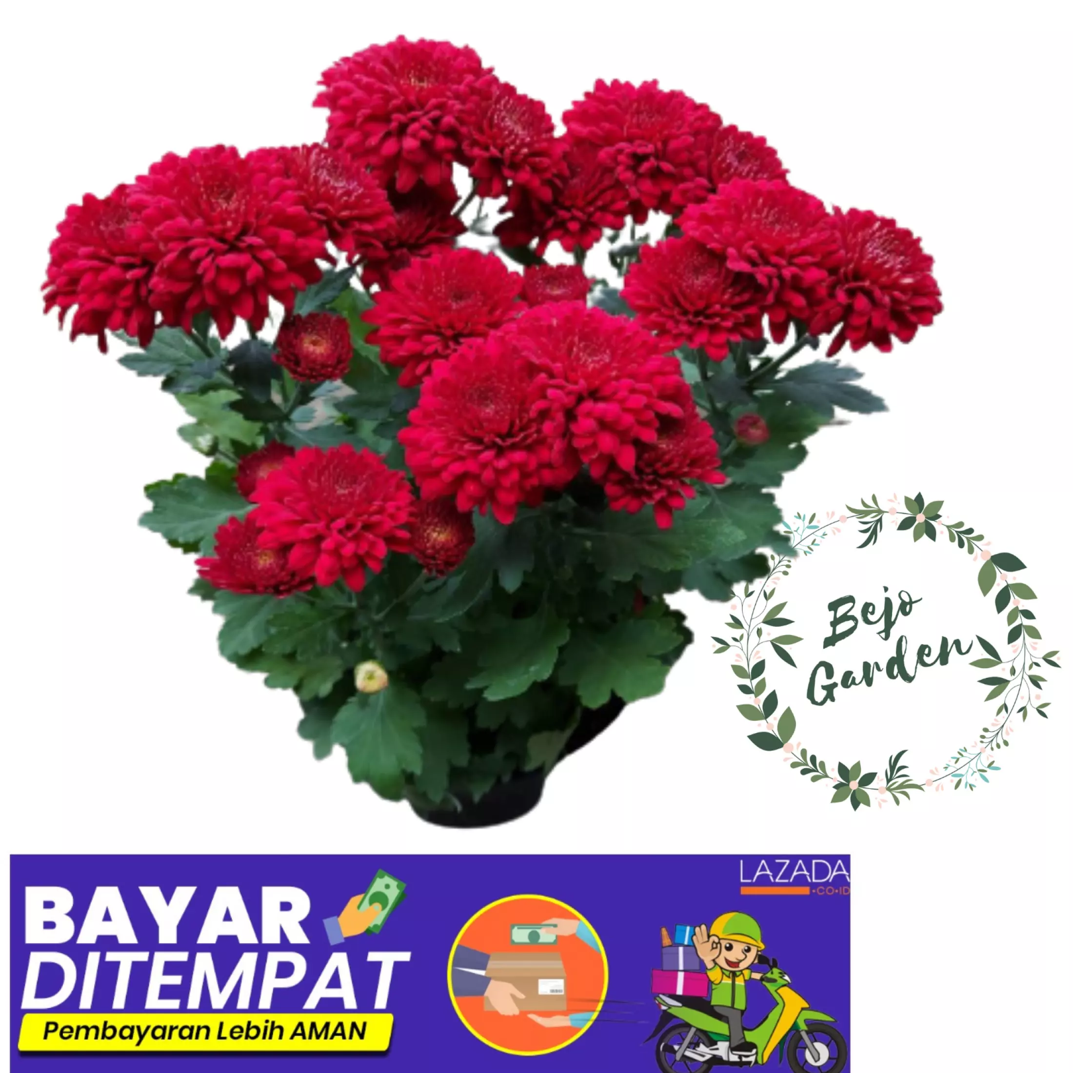 Detail Gambar Bunga Aster Merah Nomer 33