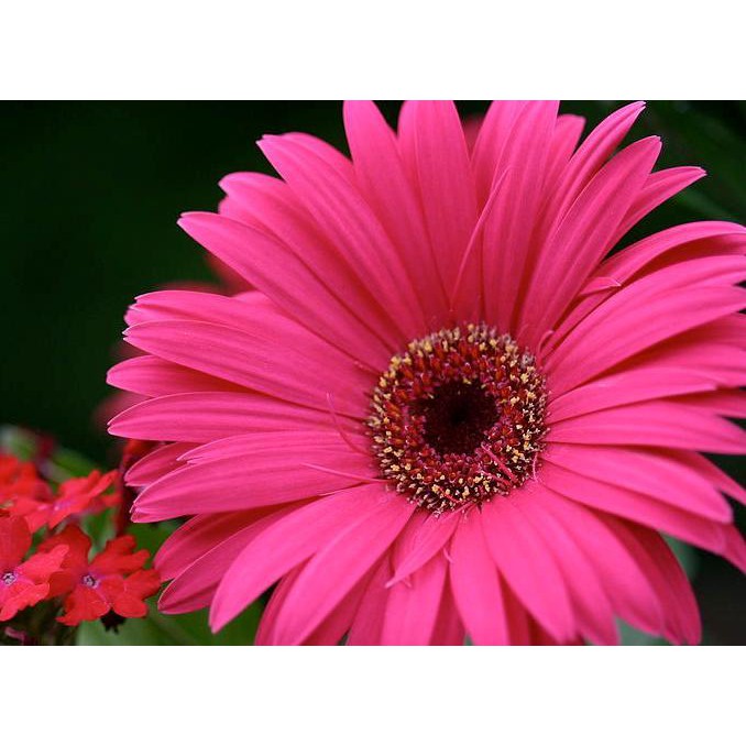 Detail Gambar Bunga Aster Pink Nomer 5