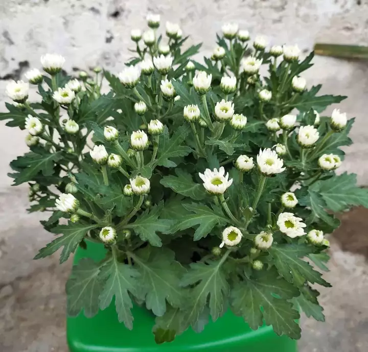 Detail Gambar Bunga Aster Putih Nomer 35