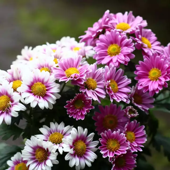 Detail Gambar Bunga Aster Putih Nomer 45