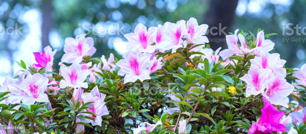 Detail Gambar Bunga Azalea Nomer 24