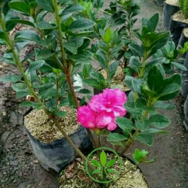 Detail Gambar Bunga Azalea Nomer 3