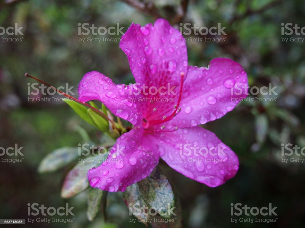 Detail Gambar Bunga Azalea Ungu Nomer 15