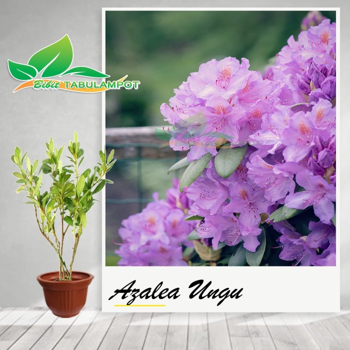 Detail Gambar Bunga Azalea Ungu Nomer 21