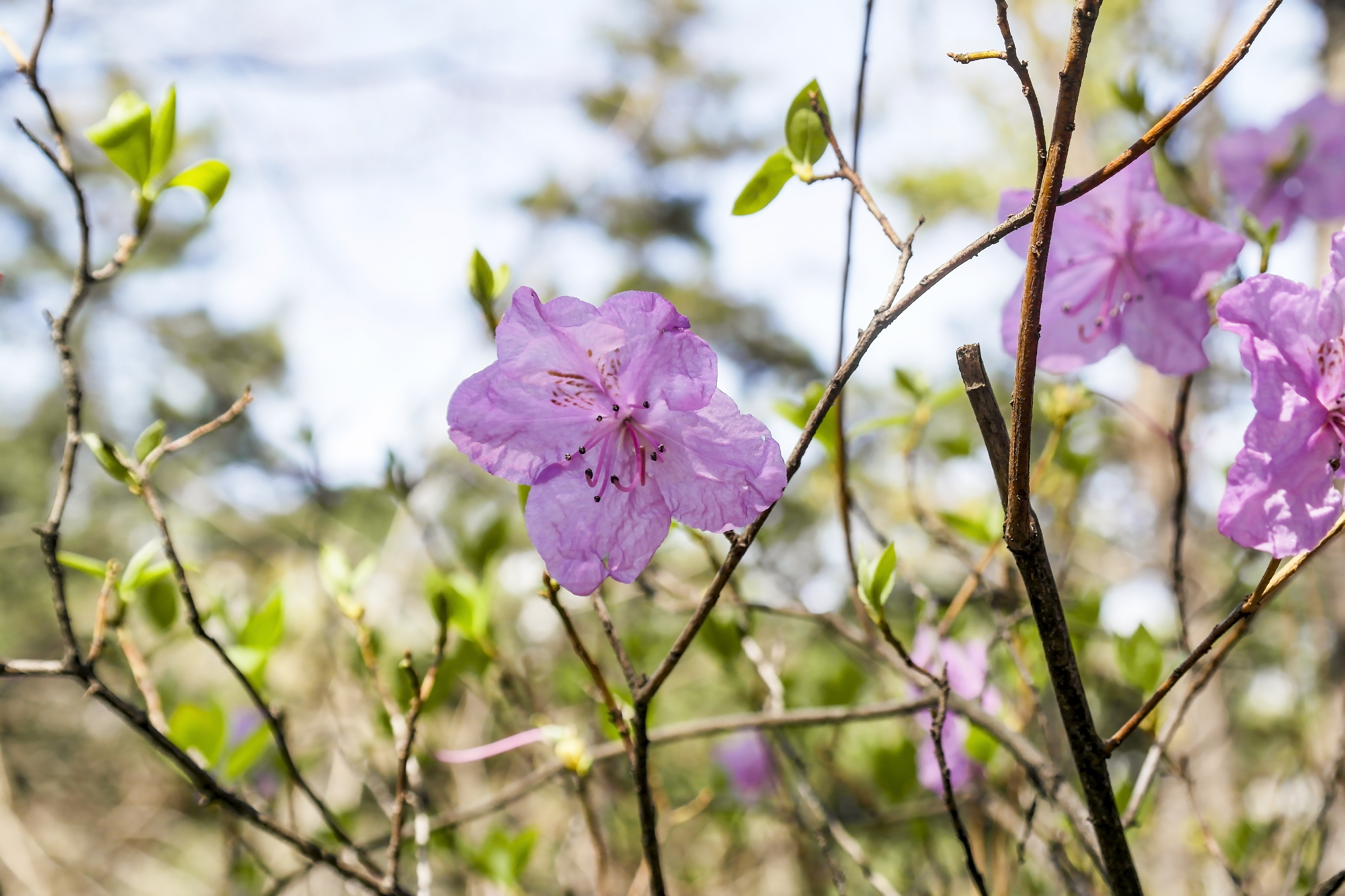 Detail Gambar Bunga Azalea Ungu Nomer 34