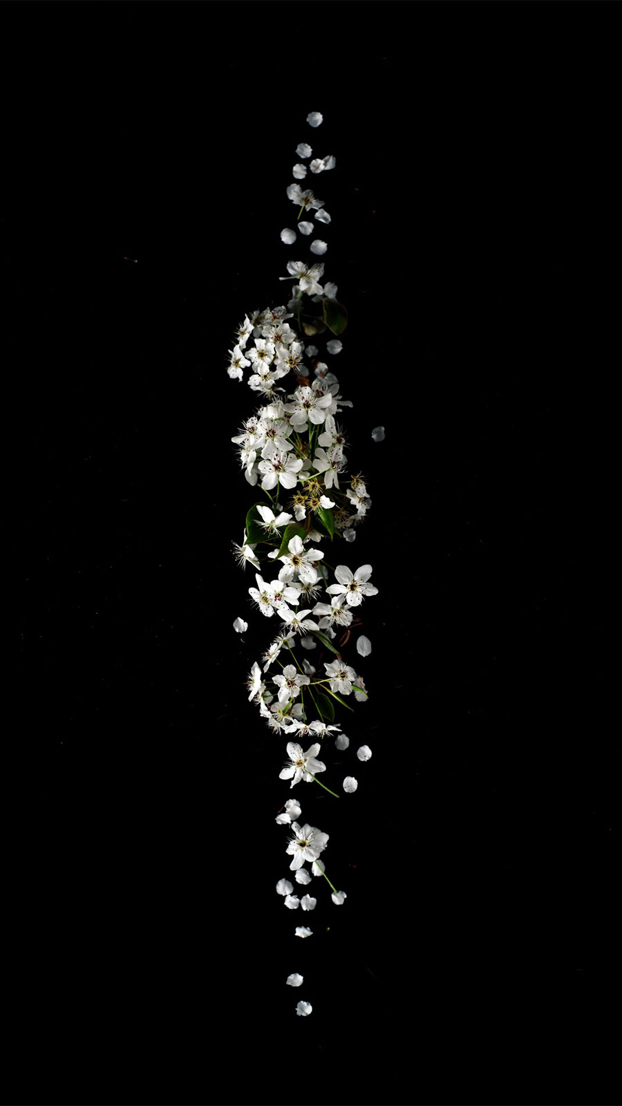 Detail Gambar Bunga Background Hitam Nomer 37