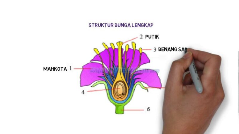 Detail Gambar Bunga Bagian Bunga Nomer 54