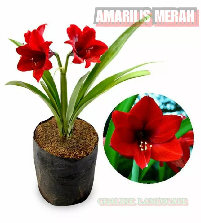 Detail Gambar Bunga Bakung Nomer 26