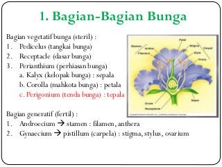 Detail Gambar Bunga Bakung Dan Bagian Bagiannya Nomer 49