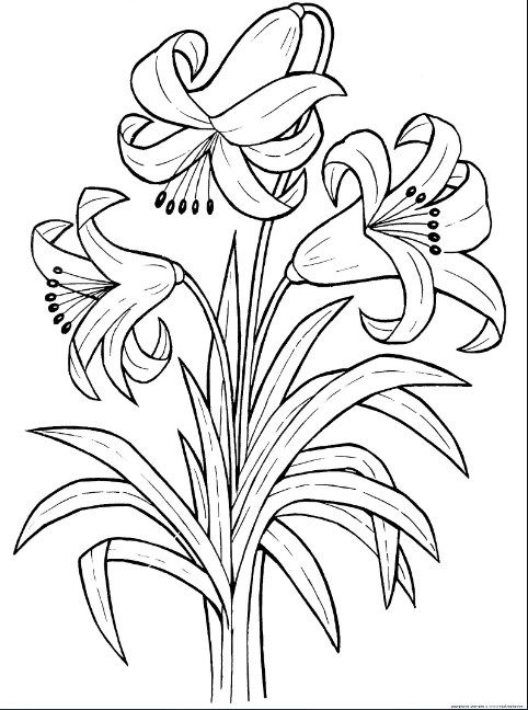 Gambar Bunga Bakung Hitam Putih - KibrisPDR
