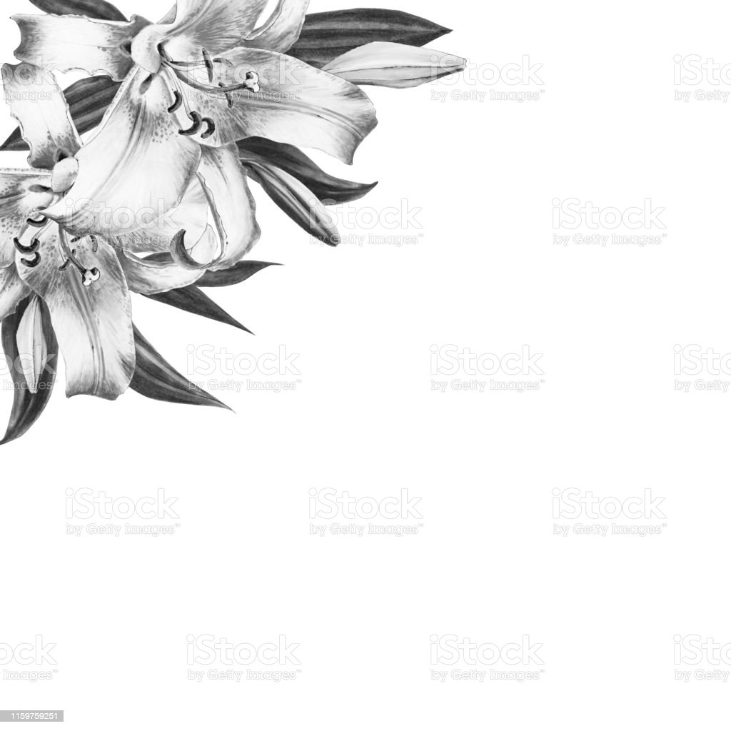 Detail Gambar Bunga Bakung Hitam Putih Nomer 33