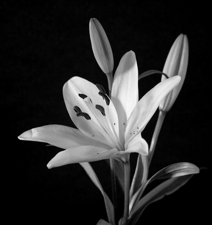 Detail Gambar Bunga Bakung Hitam Putih Nomer 5