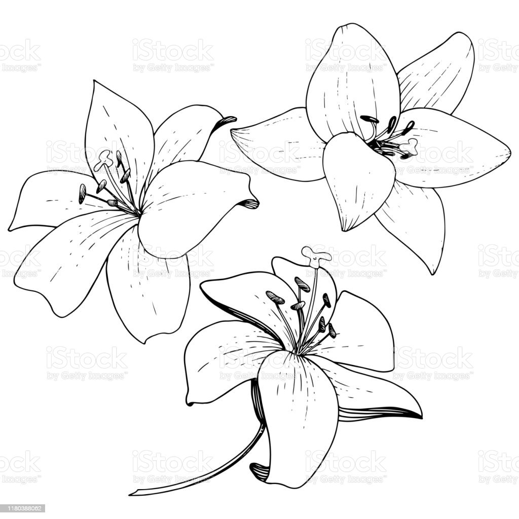 Detail Gambar Bunga Bakung Hitam Putih Nomer 6