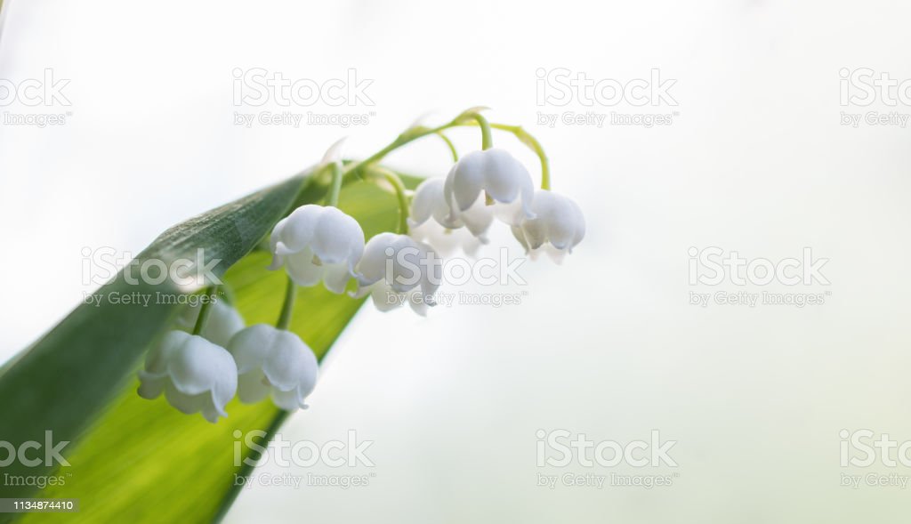 Detail Gambar Bunga Bakung Yang Indah Nomer 28