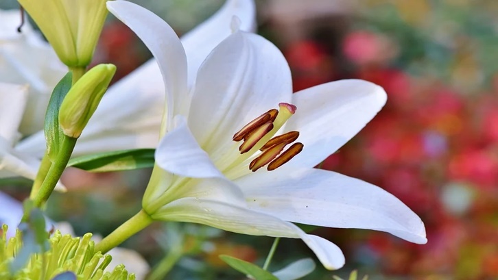 Detail Gambar Bunga Bakung Yang Indah Nomer 10