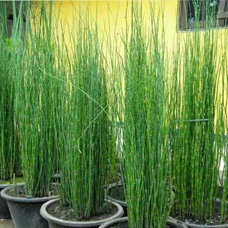 Detail Gambar Bunga Bambu Nomer 46