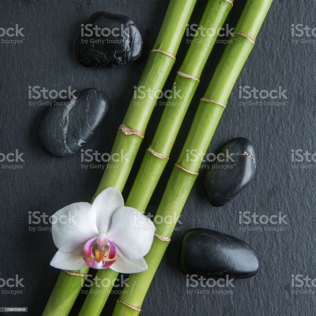 Detail Gambar Bunga Bambu Nomer 50