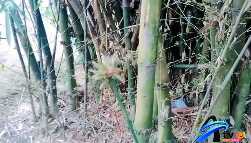 Detail Gambar Bunga Bambu Nomer 53