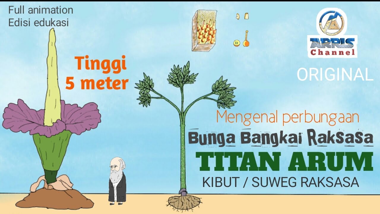 Detail Gambar Bunga Bangkai Animasi Nomer 35