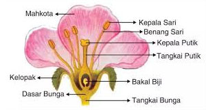 Detail Gambar Bunga Bangkai Dan Bagian Bagiannya Nomer 2