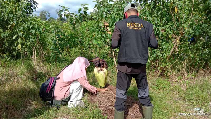 Detail Gambar Bunga Bangkai Dan Bagian Bagiannya Nomer 41