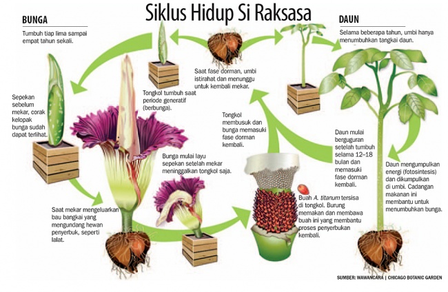 Detail Gambar Bunga Bangkai Dan Keterangannya Nomer 6