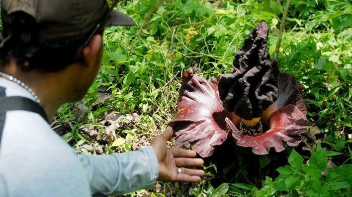 Detail Gambar Bunga Bangkai Dan Rafflesia Nomer 17