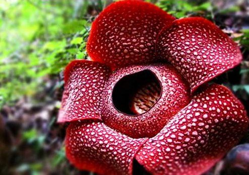 Detail Gambar Bunga Bangkai Dan Rafflesia Nomer 8