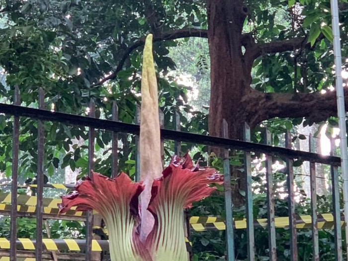 Gambar Bunga Bangkai Di Kebun Raya Bogor - KibrisPDR