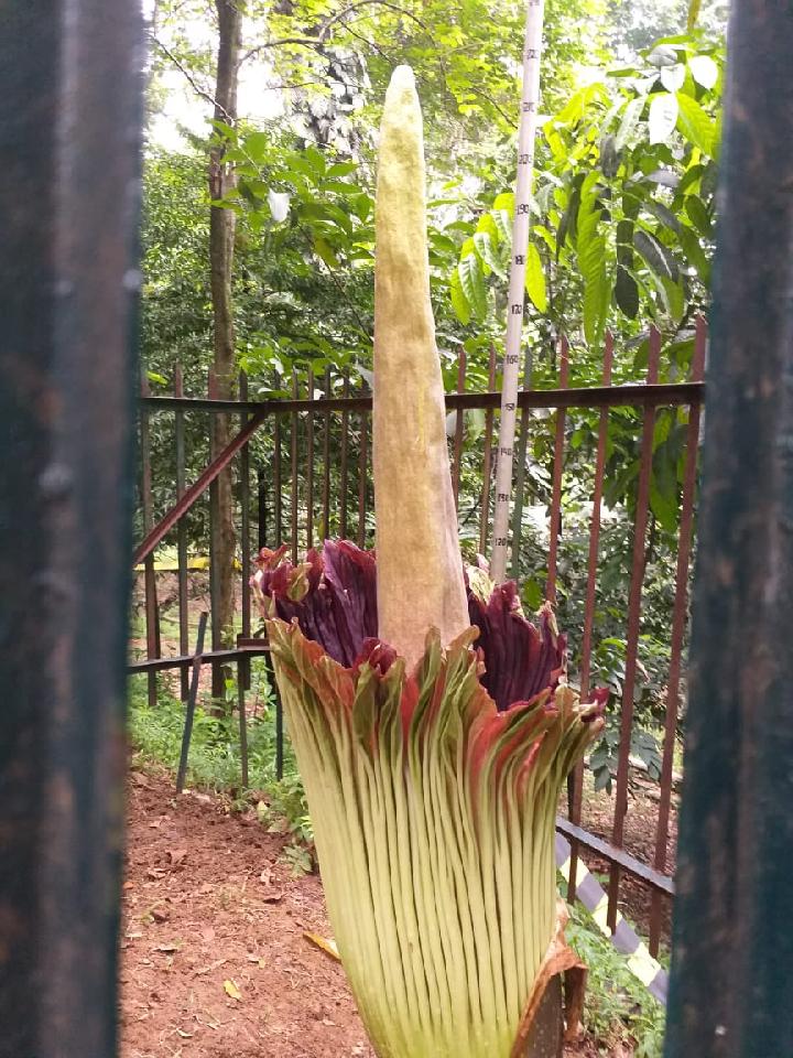 Detail Gambar Bunga Bangkai Di Kebun Raya Bogor Nomer 2