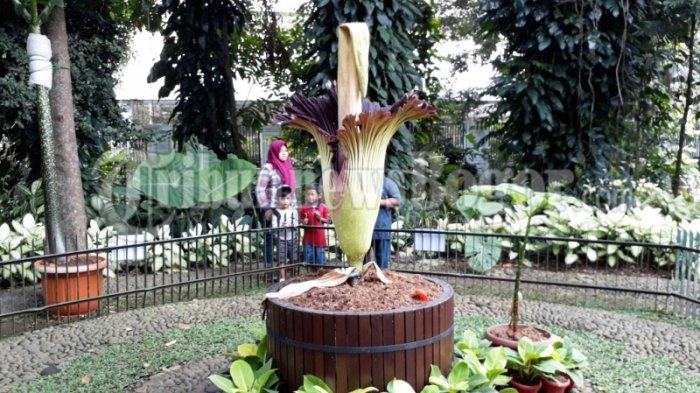 Detail Gambar Bunga Bangkai Di Kebun Raya Bogor Nomer 12