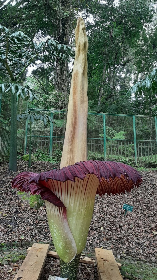 Detail Gambar Bunga Bangkai Di Kebun Raya Bogor Nomer 13